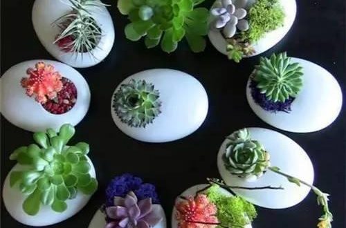 DIY gives you more fun! Planting flowers in the eggshell