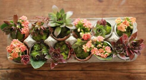 Can you plant succulents in egg shells? Home Creative Index five stars~