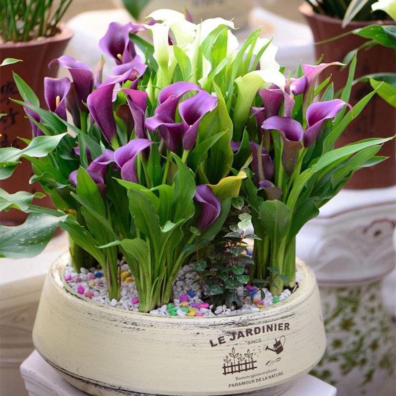 Follow This if You Want Make Beautiful Home Plant for Indoor Decorations