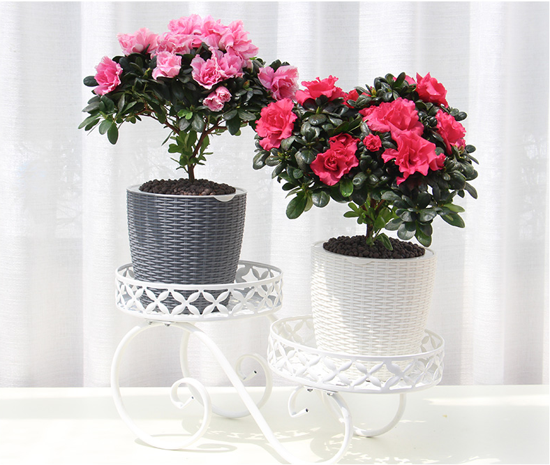 Follow This if You Want Make Beautiful Home Plant for Indoor Decorations