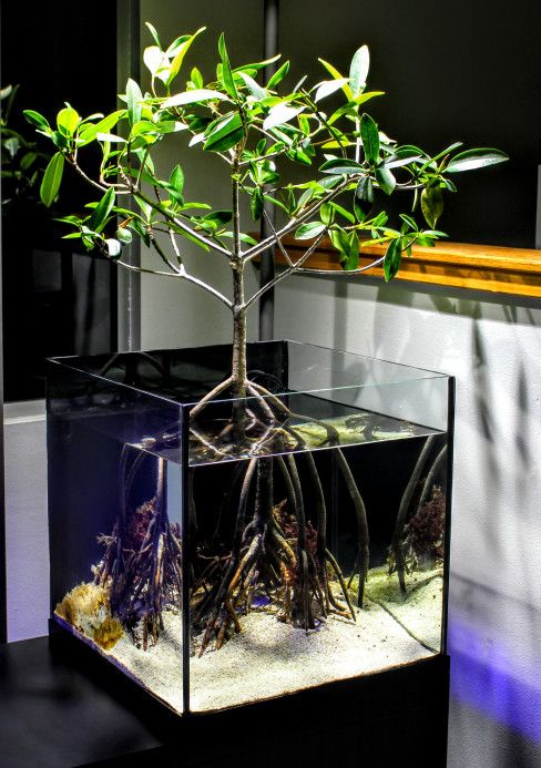 45 Stunning Aquarium Design Ideas for Indoor Decorations