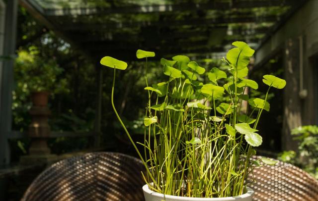 Home plants are more than just sprouting, and they are