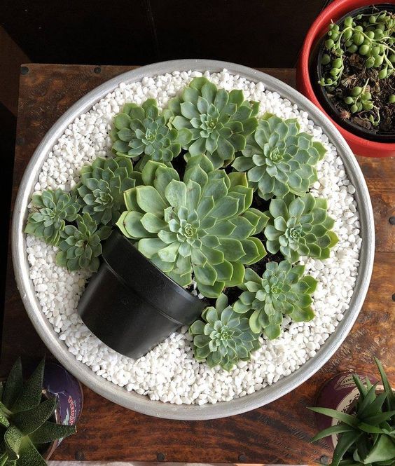 60+ Charming Succulent Indoor Garden Ideas 2019 - SooPush