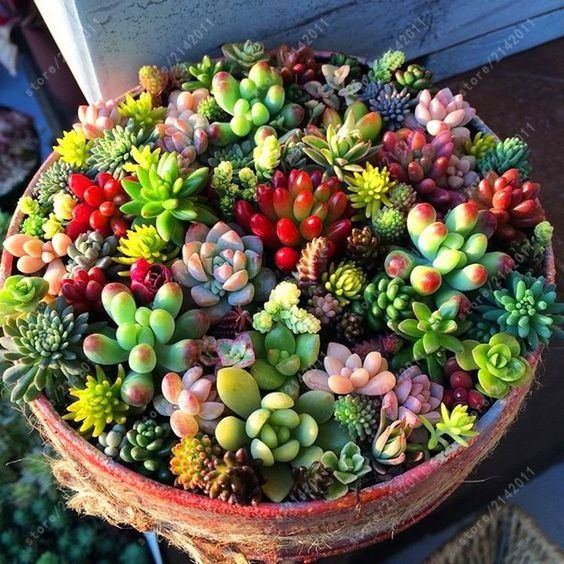 55 creative DIY succulents ideas for you - Page 16 of 55 - SooPush