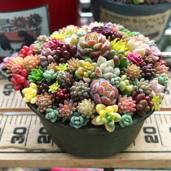 55 creative DIY succulents ideas for you - Page 34 of 55 - SooPush