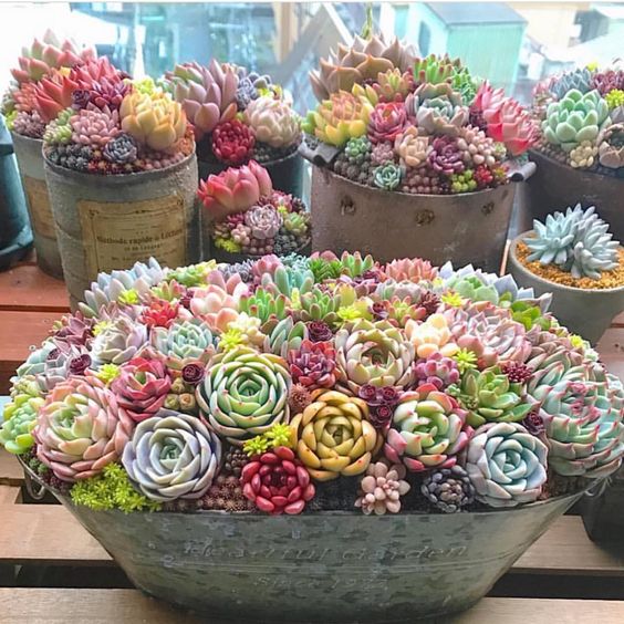 55 creative DIY succulents ideas for you - Page 55 of 55 - SooPush