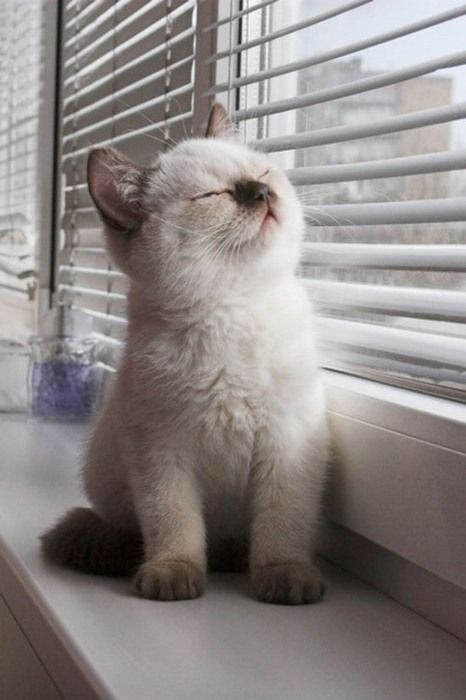 35 Cats Who Will Make You Happy To Be A Crazy Cat Person Cute cats,Loving cats,Amazing cats