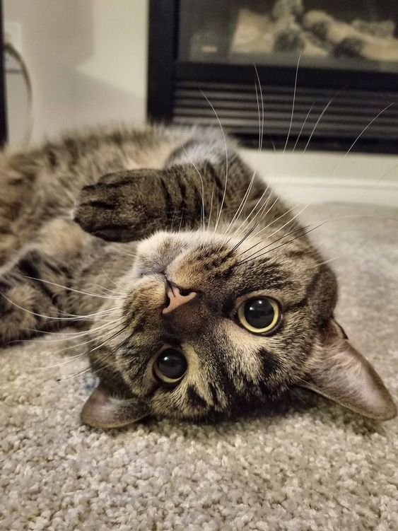 35 Cats Who Will Make You Happy To Be A Crazy Cat Person Cute cats,Loving cats,Amazing cats