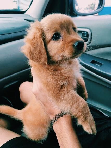 35 Puppies Who Are Far Too Cute For This World Cute dogs,Loving dogs,Amazing dogs
