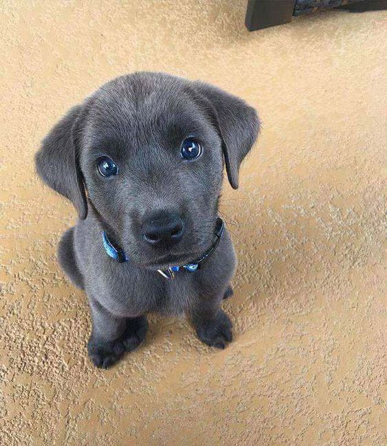 35 Puppies Who Are Far Too Cute For This World Cute dogs,Loving dogs,Amazing dogs