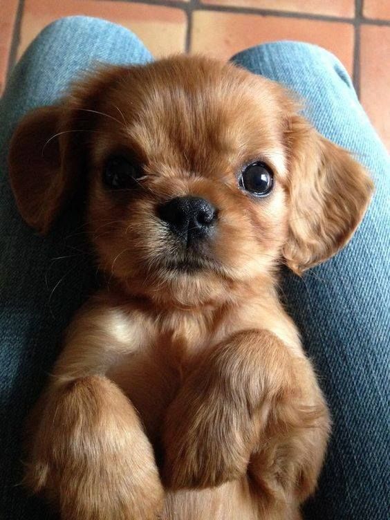 35 Puppies Who Are Far Too Cute For This World Cute dogs,Loving dogs,Amazing dogs